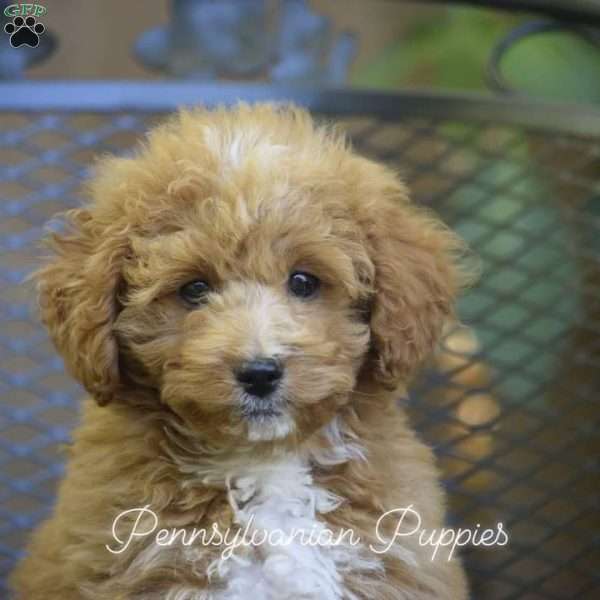 Honey, Mini Labradoodle Puppy