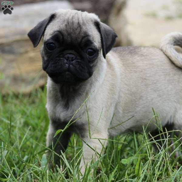 Puggy, Pug Puppy