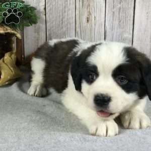 Sadie, Saint Bernard Puppy