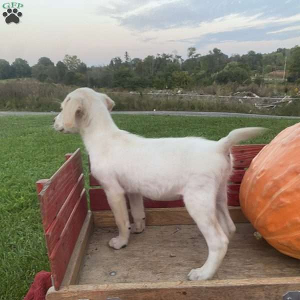 Sam, Labrador Mix Puppy