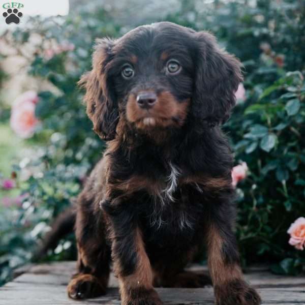 Chloe, Cavapoo Puppy