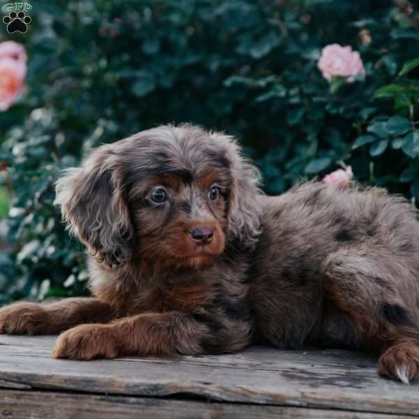 Cindy, Cavapoo Puppy