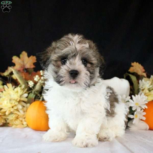 Fabian, Teddy Bear Puppy