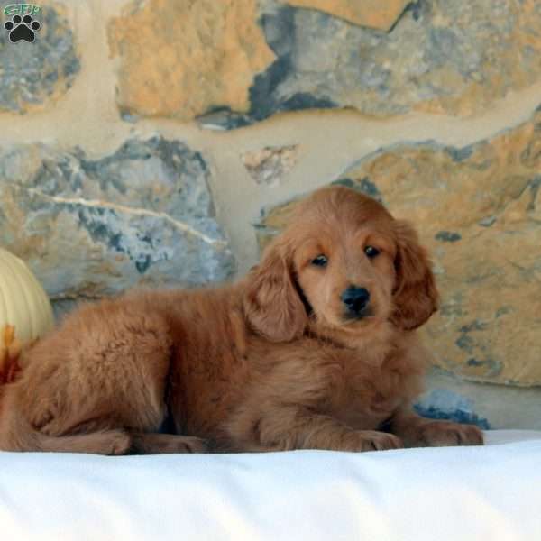 Faith, Mini Goldendoodle Puppy