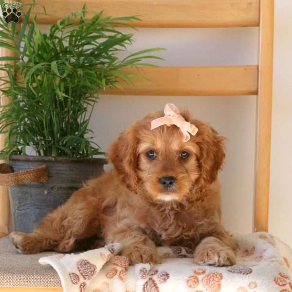 Faith, Cavapoo Puppy