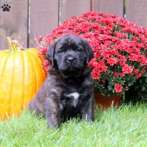 Faith, English Mastiff Puppy