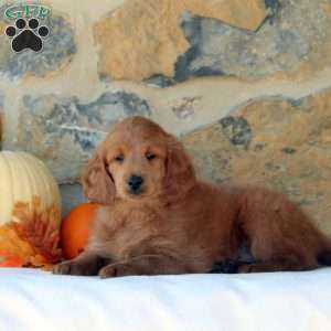 Faith, Mini Goldendoodle Puppy