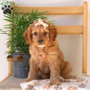 Faith, Cavapoo Puppy