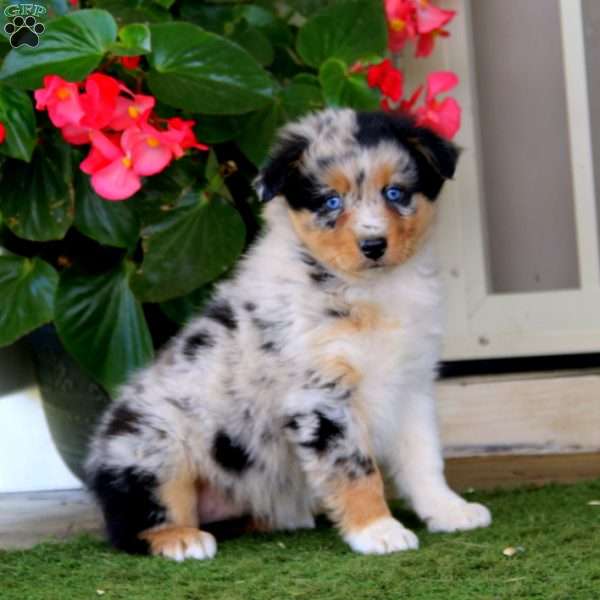 Faith, Australian Shepherd Puppy