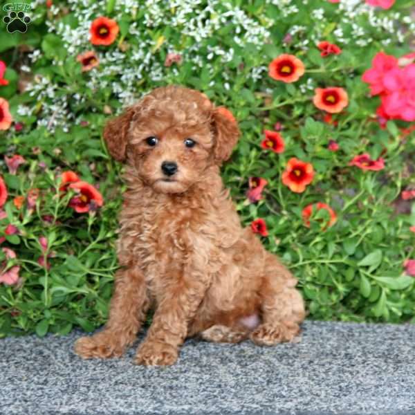 Faith, Miniature Poodle Puppy