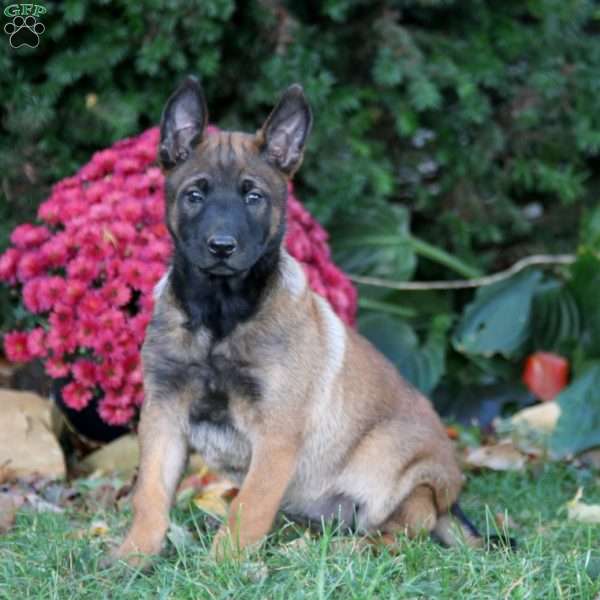 Faith, Belgian Malinois Puppy