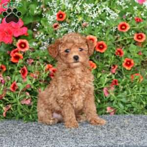 Faith, Miniature Poodle Puppy