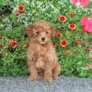 Faith, Miniature Poodle Puppy