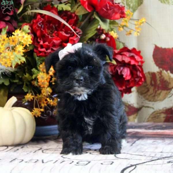 Fallon, Yorkie-Chon Puppy