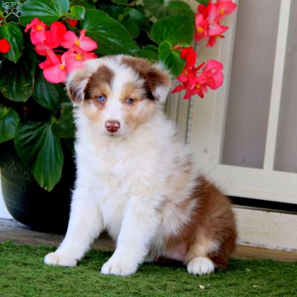 Fancy, Australian Shepherd Puppy