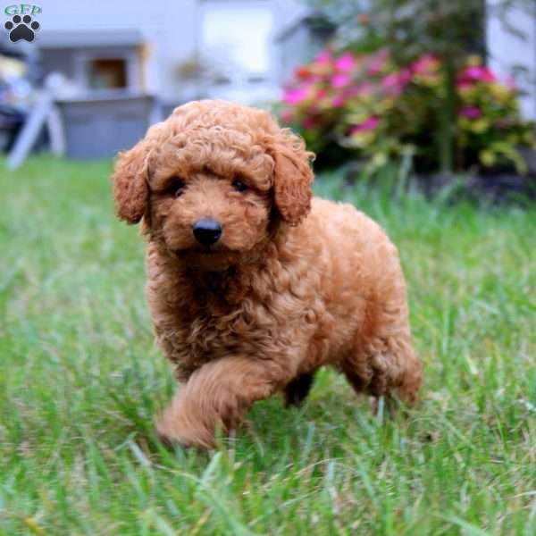 Fancy, Mini Aussiedoodle Puppy