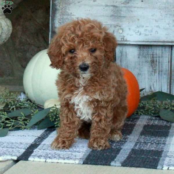 Farah, Mini Goldendoodle Puppy