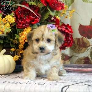 Farah, Yorkie-Chon Puppy