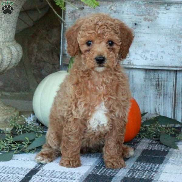 Fawn, Mini Goldendoodle Puppy