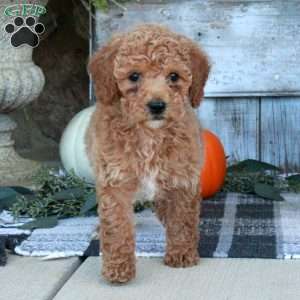 Fawn, Mini Goldendoodle Puppy