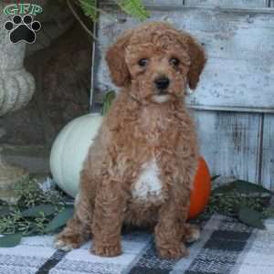 Fawn, Mini Goldendoodle Puppy