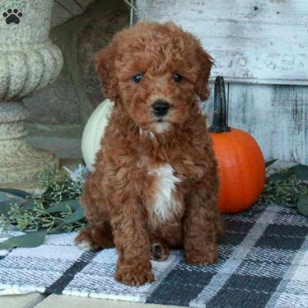 Faye, Mini Goldendoodle Puppy