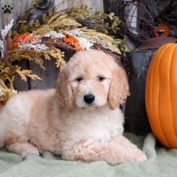 Faye, Goldendoodle Puppy