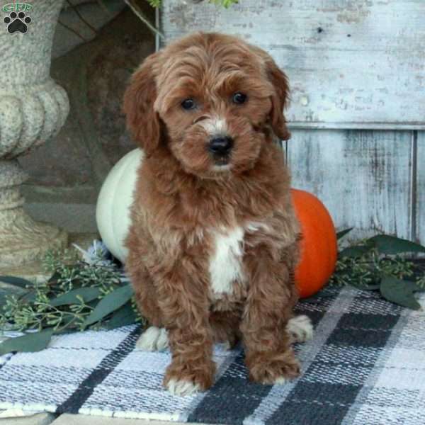 Felicity, Mini Goldendoodle Puppy