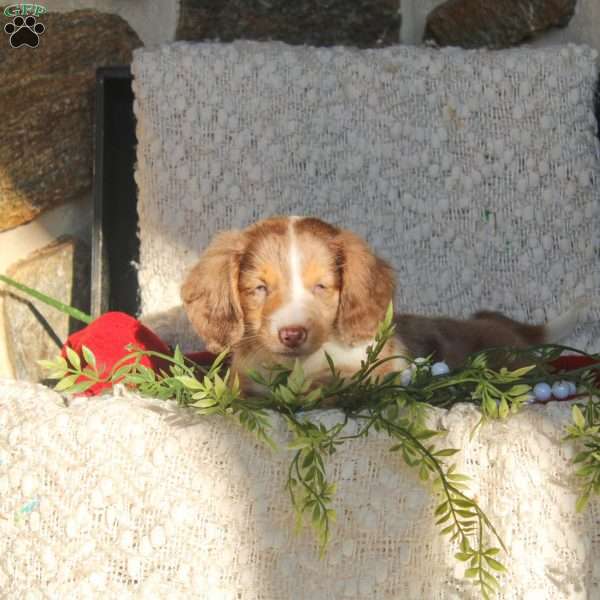 Felix, Dachshund Puppy