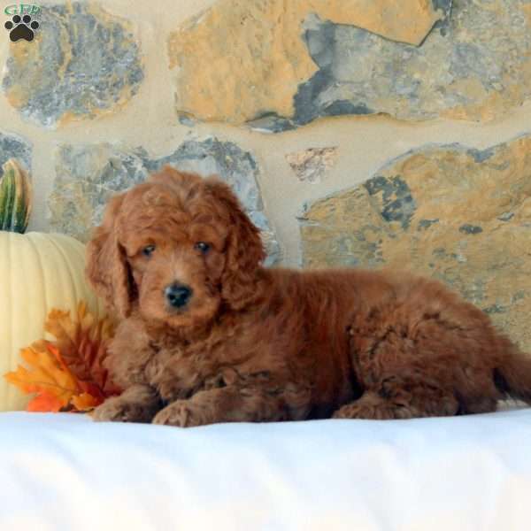 Felix, Mini Goldendoodle Puppy