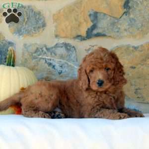 Felix, Mini Goldendoodle Puppy