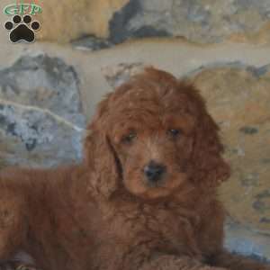 Felix, Mini Goldendoodle Puppy