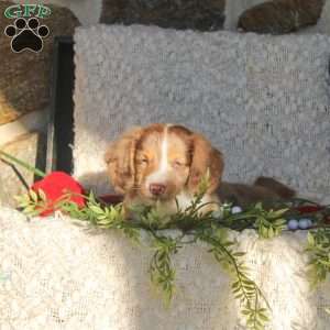 Felix, Dachshund Puppy