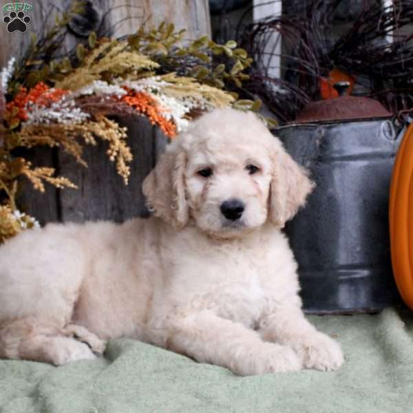 Felix, Goldendoodle Puppy