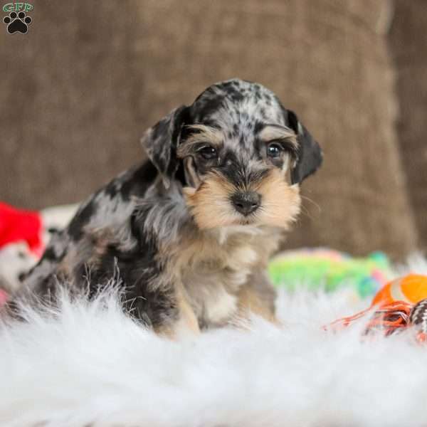 Fern, Miniature Schnauzer Puppy