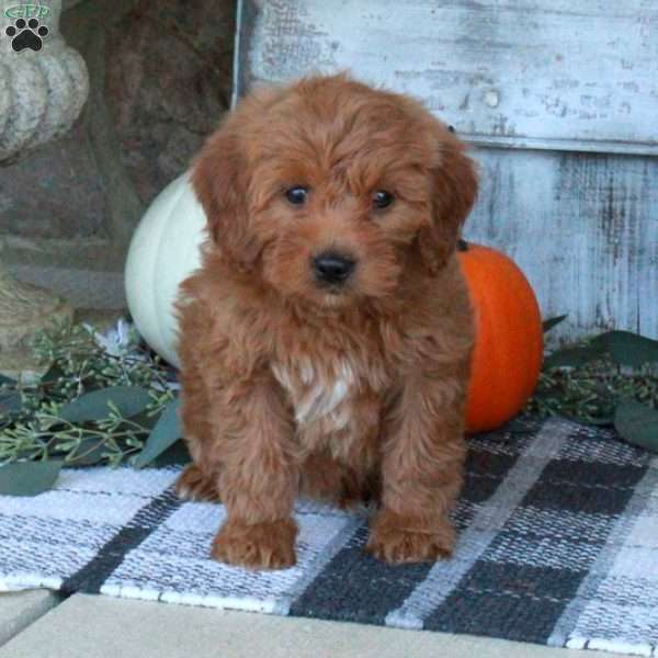 Fern, Mini Goldendoodle Puppy