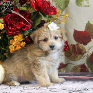 Fern, Yorkie-Chon Puppy