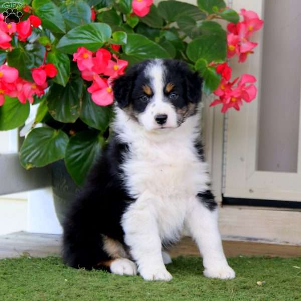 Fern, Australian Shepherd Puppy