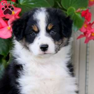 Fern, Australian Shepherd Puppy