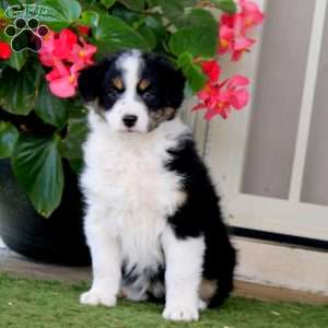 Fern, Australian Shepherd Puppy