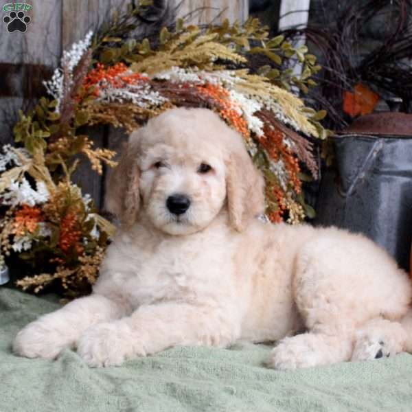 Finley, Goldendoodle Puppy