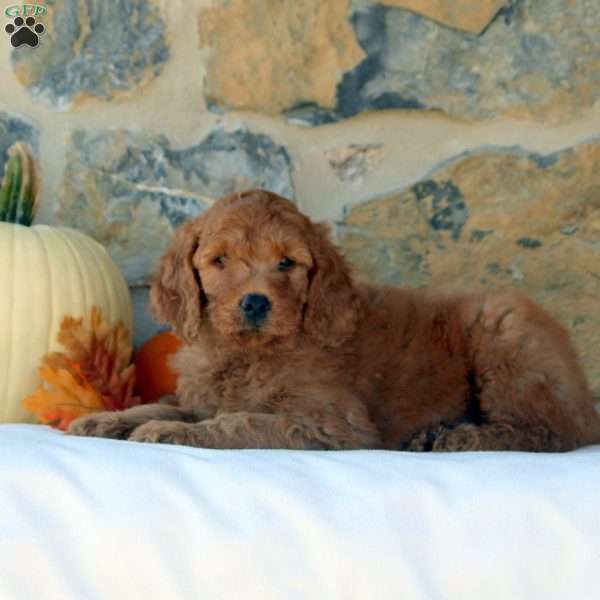 Finn, Mini Goldendoodle Puppy