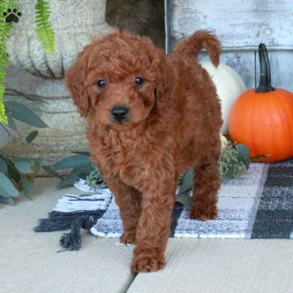 Finn, Mini Goldendoodle Puppy