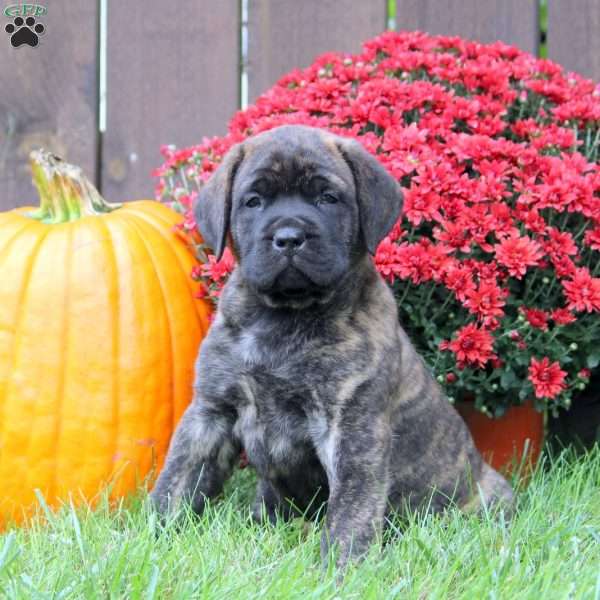 Finn, English Mastiff Puppy