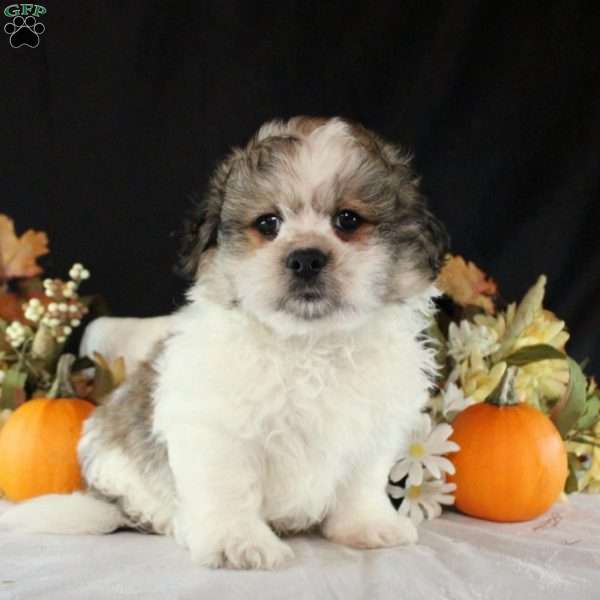 Finnegan, Teddy Bear Puppy