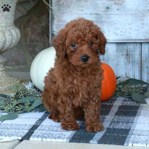 Finnick, Mini Goldendoodle Puppy