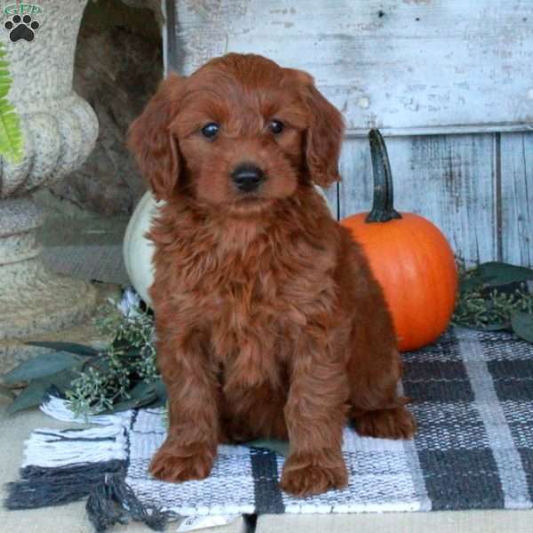 Fiona, Mini Goldendoodle Puppy