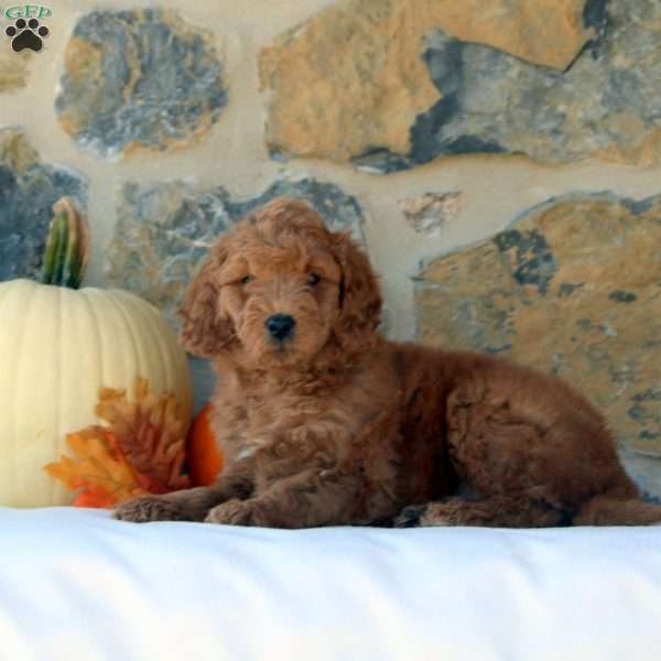 Fiona, Mini Goldendoodle Puppy