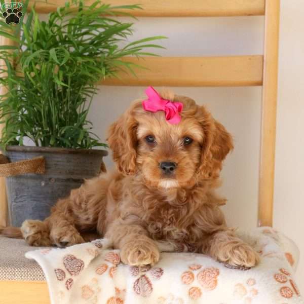 Fiona, Cavapoo Puppy