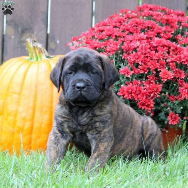 Fiona, English Mastiff Puppy